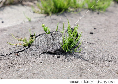 瀝青，道路，雜草，草，自然，綠色，植物，道路，地面，戶外 102304808