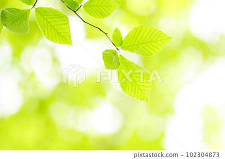 Fresh green beech leaves 102304873