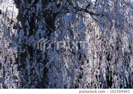 Shining bright cherry tree Shining bright cherry tree 102304941