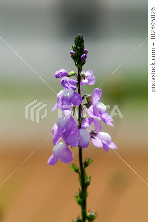 Pine needle orchid 102305026