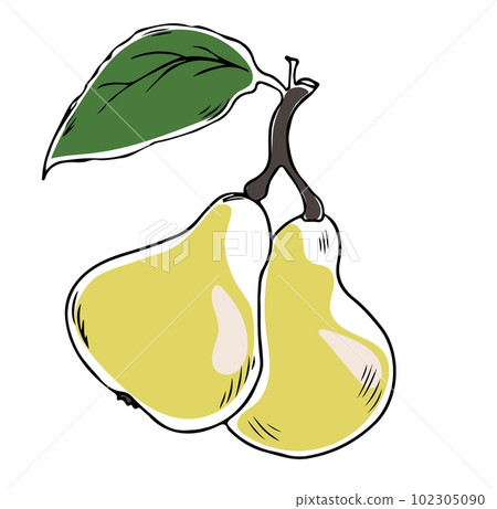 Lineart style vector two yellow pears with leaf black outline on white background isolated 102305090