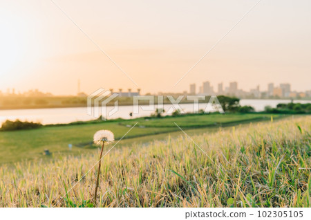 Evening dandelion Evening dandelion 102305105