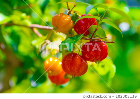 tropical fruit pitanga tropical fruit pitanga 102305139