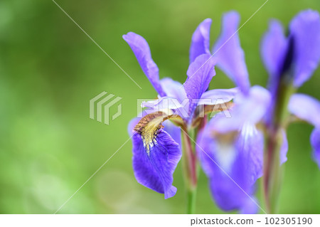 Early summer iris Early summer iris 102305190