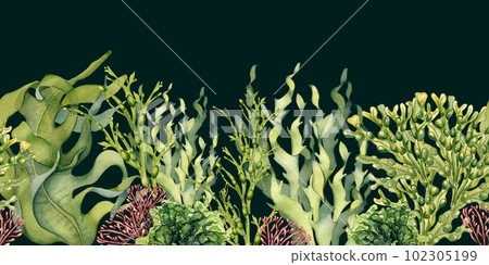 Seamless board of green sea plants watercolor illustration isolated on black. Laminaria, sea salad, ulva, dulse hand drawn. Design element for package, label, advertising, wrapping, marine collection Seamless board of green sea plants watercolor illustration isolated on black. Laminaria, sea salad, ulva, dulse hand drawn. Design element for package, label, advertising, wrapping, marine collection 102305199