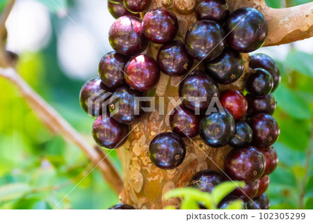tropical fruit jaboticaba tropical fruit jaboticaba 102305299