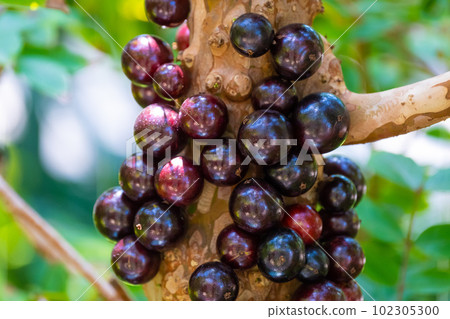tropical fruit jaboticaba tropical fruit jaboticaba 102305300