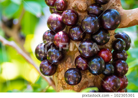 tropical fruit jaboticaba tropical fruit jaboticaba 102305301