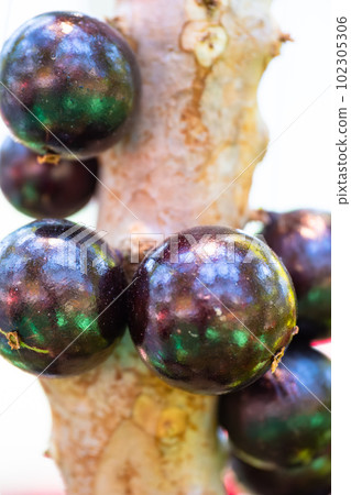 熱帶水果 jaboticaba 熱帶水果 jaboticaba 102305306