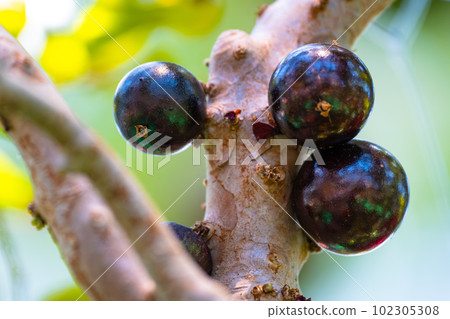 熱帶水果 jaboticaba 熱帶水果 jaboticaba 102305308