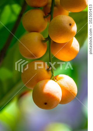 tropical fruit rambai 102305453