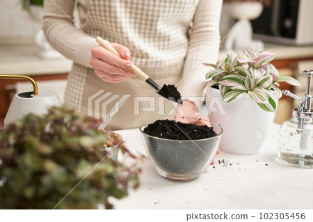woman preparing soil for tradescantia pink clone plant replanting 102305456