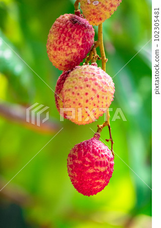 litchi fruit lychee 102305481