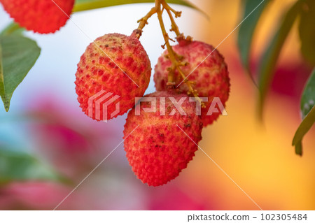 litchi fruit lychee 102305484