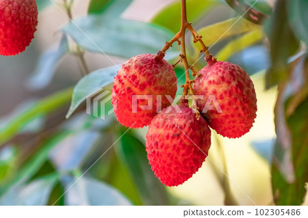 litchi fruit lychee 102305486