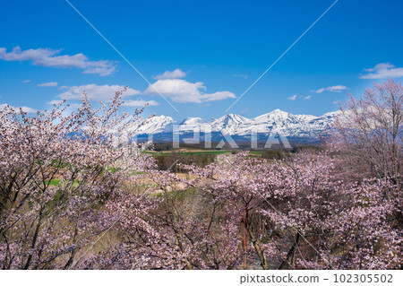 北海道美山隘口櫻花園 102305502
