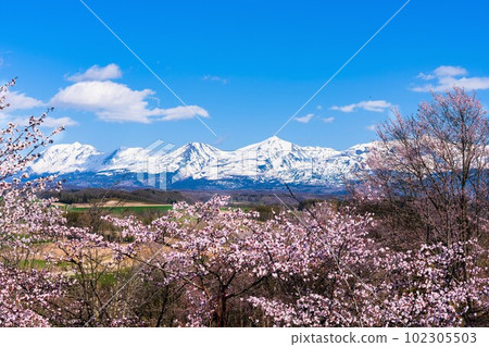 北海道美山隘口櫻花園 102305503