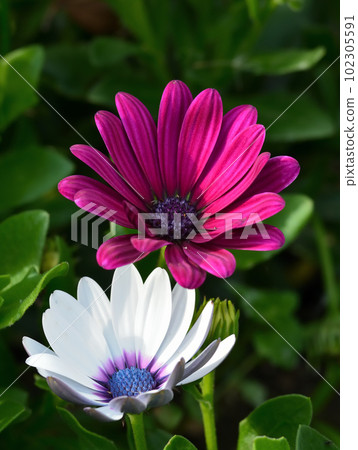 Osteopoulmum花 Osteopoulmum花 102305591