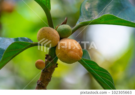 Tropical Fruit Panfruit 102305663