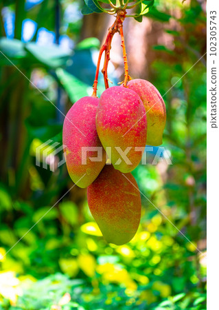tropical fruit mango tropical fruit mango 102305743