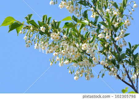 White flowers of Styrax blooming in the blue sky White flowers of Styrax blooming in the blue sky 102305798