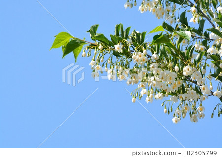 White flowers of Styrax blooming in the blue sky White flowers of Styrax blooming in the blue sky 102305799