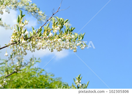 盛開在藍天的安息香白花 102305806