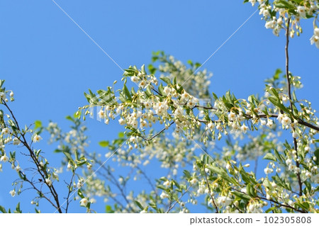 盛開在藍天的安息香白花 102305808