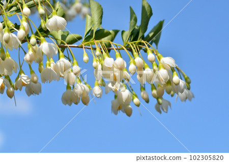 盛開在藍天的安息香白花 盛開在藍天的安息香白花 102305820