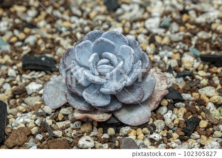 Echeveria Rawi，據說是多肉植物世界的玫瑰 [Echeveria 屬] 102305827