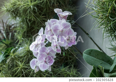蘭科粉紅色蝴蝶蘭 (Phalaenopsis) 102305828