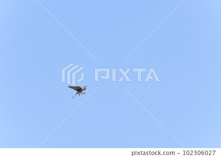 紅隼 紅隼 102306027