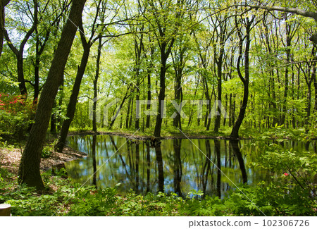 池塘中倒映的新鮮綠色森林 池塘中倒映的新鮮綠色森林 102306726