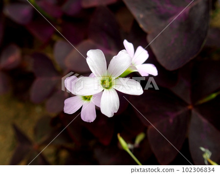 Oxalis triangularis flowers 102306834