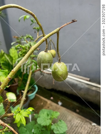 Close up of jocote fruit on a tree  102307198
