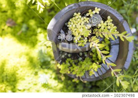 園藝形象：多肉植物 102307498