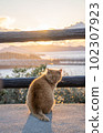 一隻流浪貓在夕陽的映襯下轉身 102307923