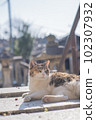 一隻流浪貓躺著，背景是城市景觀 102307932