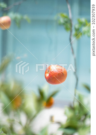 掉落的蘋果 掉落的蘋果 102307939