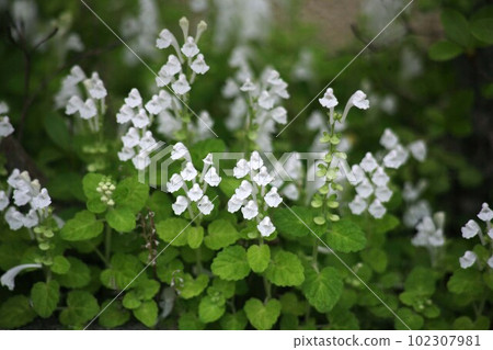 Wildflowers, white skullcap flowers Wildflowers, white skullcap flowers 102307981