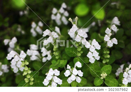 野花,白色黃芩花 野花,白色黃芩花 102307982