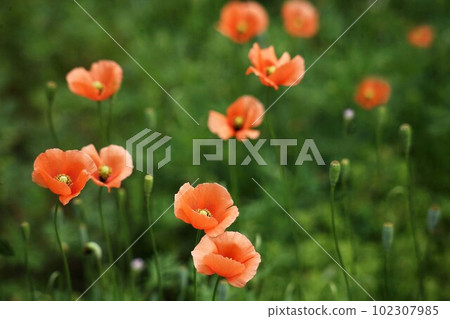 開在田野裡，長長的罌粟花 102307985