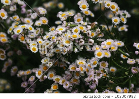 翠花亂開 102307988