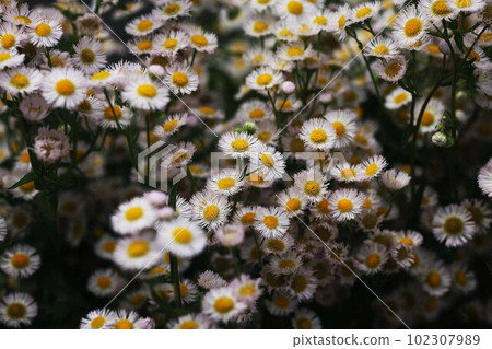 翠花亂開 102307989