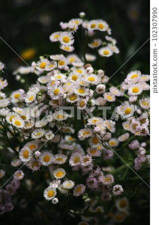 翠花亂開 102307990