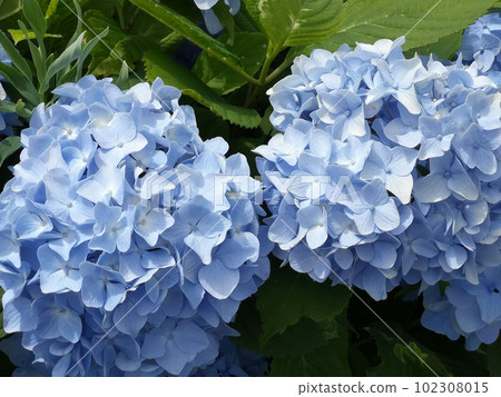 Blue hydrangea flower Blue hydrangea flower 102308015