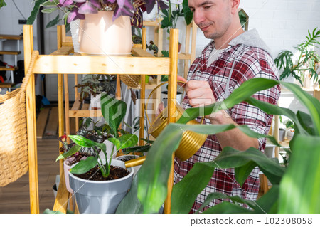 Man waters home plants from her collection of rare species from a watering can, grown with love on shelves in the interior of the house. Home plant growing, green house, water balance Man waters home plants from her collection of rare species from a watering can, grown with love on shelves in the interior of the house. Home plant growing, green house, water balance 102308058