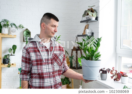 Unpretentious and popular Zamiokulkas in hands of a man in interior of a green house with shelving collections of domestic plants. Home crop production, plant breeder admiring aroid plant Unpretentious and popular Zamiokulkas in hands of a man in interior of a green house with shelving collections of domestic plants. Home crop production, plant breeder admiring aroid plant 102308069