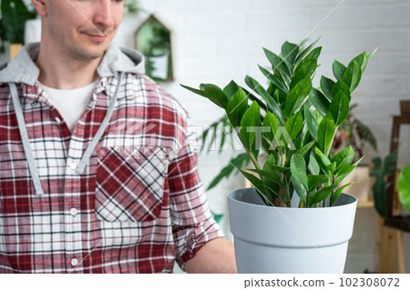 Unpretentious and popular Zamiokulkas in hands of a man in interior of a green house with shelving collections of domestic plants. Home crop production, plant breeder admiring aroid plant 102308072