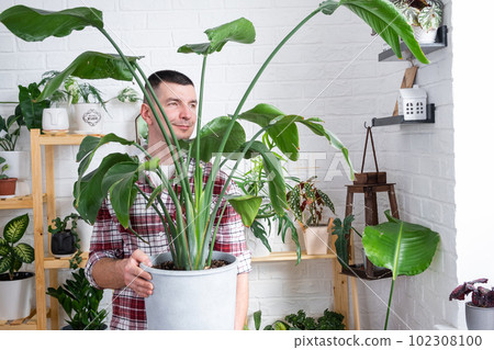 Man plant breeder hold in hand home plants Strelitzia in pot from her collection at home on the shelves. Search for pests, care, watering, fertilizers. Home crop production Man plant breeder hold in hand home plants Strelitzia in pot from her collection at home on the shelves. Search for pests, care, watering, fertilizers. Home crop production 102308100